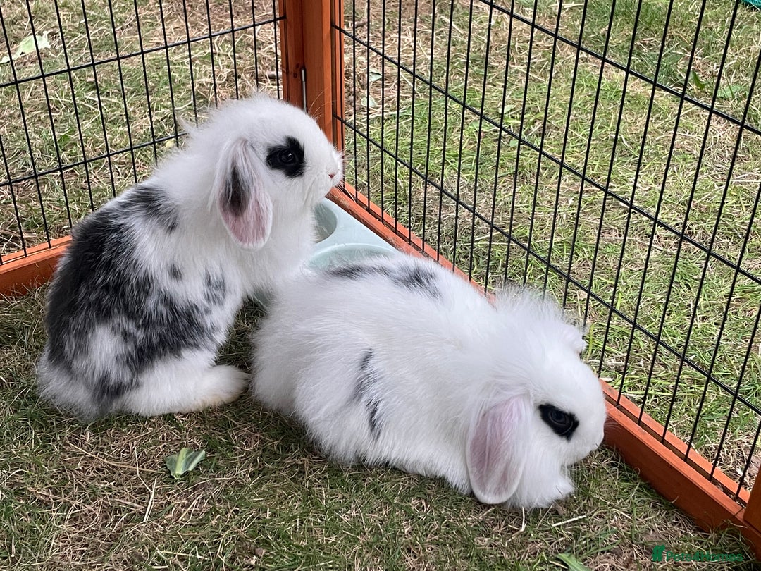 Mini Lop rabbits for sale: Beautiful Mini Lop Babies - Image 17