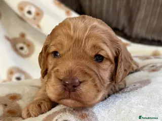 Cockapoo dogs F1 cockapoos - Advert 18