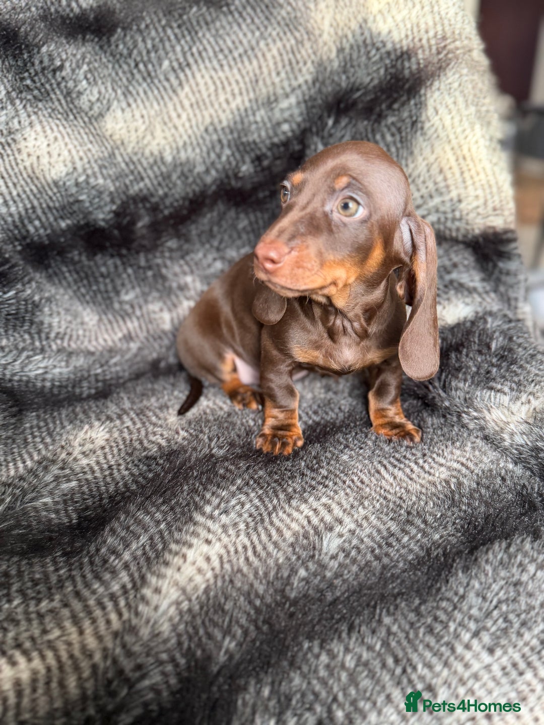 Miniature Dachshund dogs for sale: KC Registered Miniature Shorthaired Dachshund - Advert 14