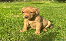 Labrador Retriever dogs for sale: Beautiful litter of KC labrador puppies  - Image 9
