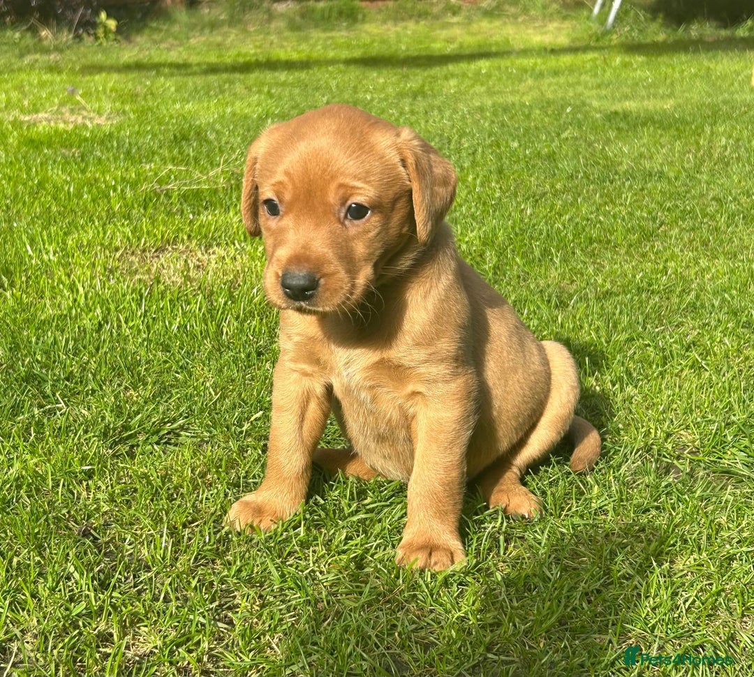Labrador Retriever dogs for sale: Beautiful litter of KC labrador puppies  - Image 9