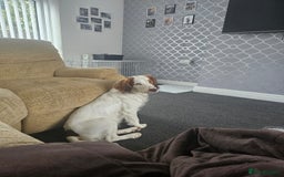 Cocker Spaniel dogs for sale: Hero the spaniel  - Image 1