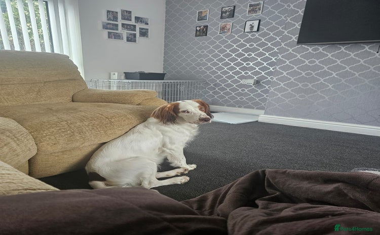 Cocker Spaniel dogs - Advert 1