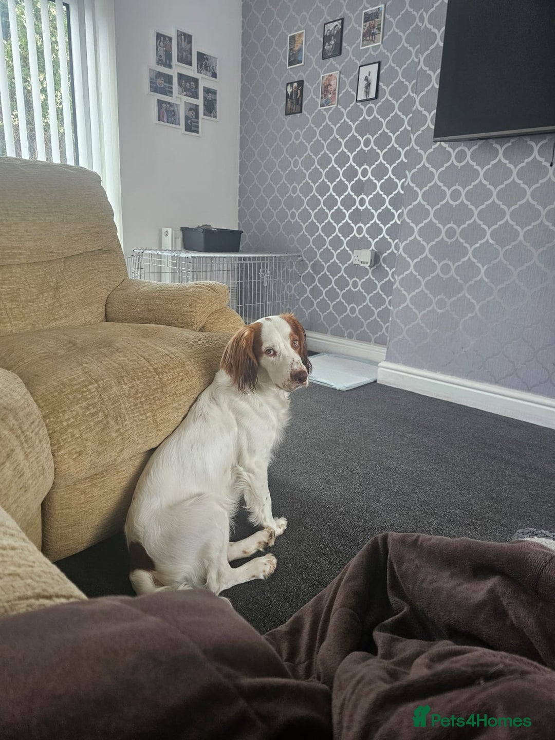 Cocker Spaniel dogs for sale: Hero the spaniel  - Image 1