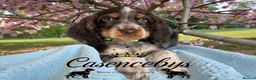 Cocker Spaniel dogs for sale: READY NOW- DNA TESTED choc roan & tan show cocker - Advert 5