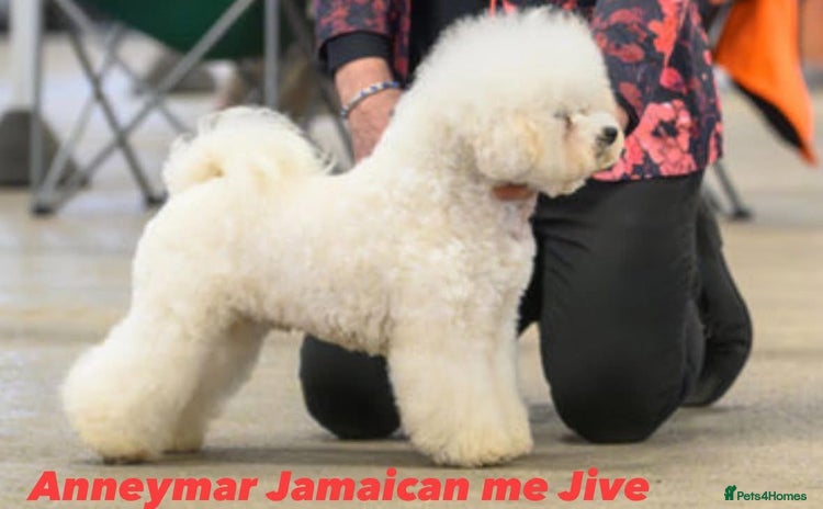 Bichon Frise dogs - Advert 1