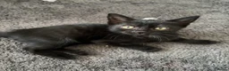 Mixed Breed cats for sale: Cute Kittens - Advert 18