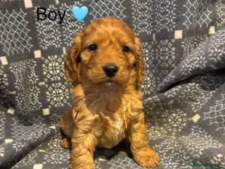 Cockapoo dogs F1 Cockapoo Puppies - Advert 3