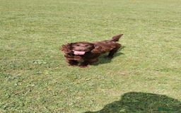 Mixed Breed dogs for sale: Last puppy from the litter!!  - Image 4