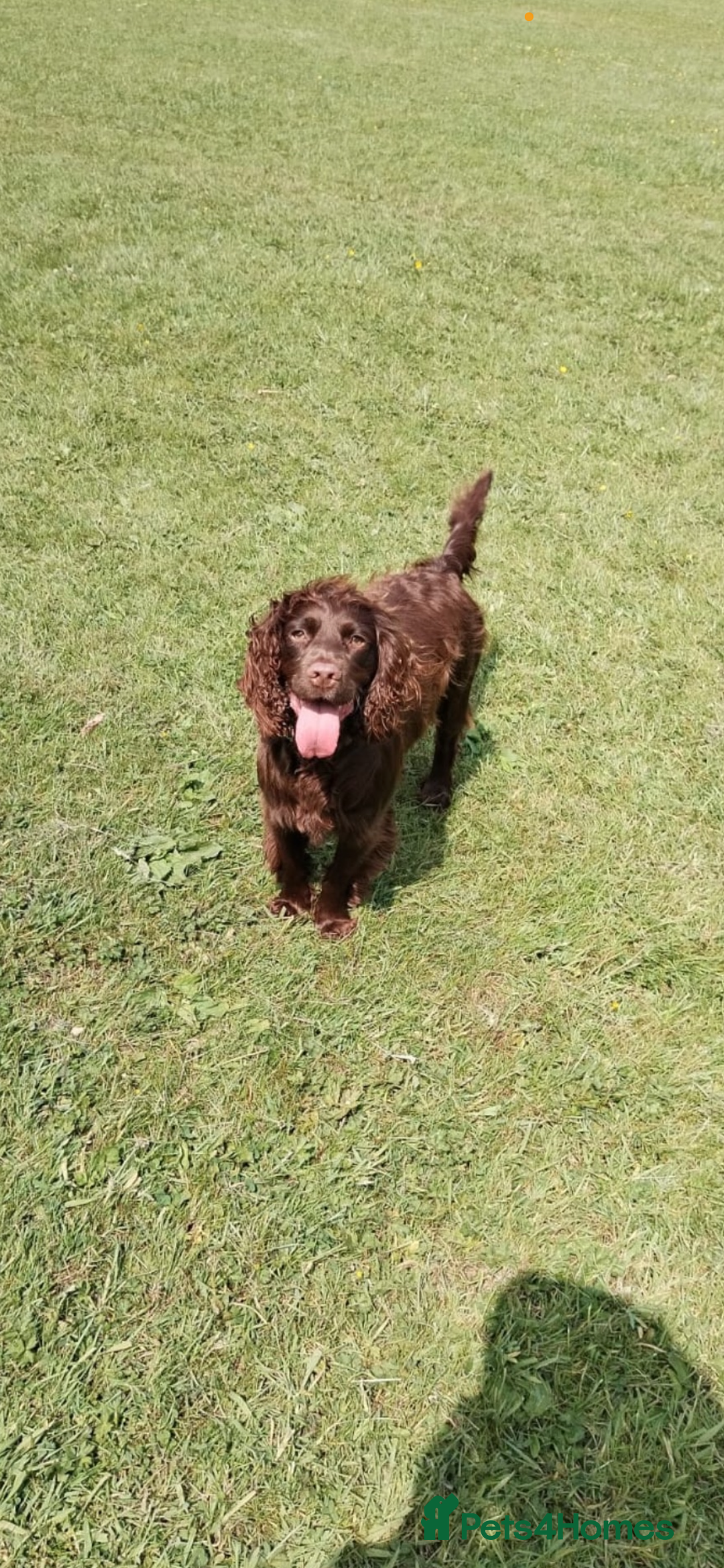 Mixed Breed dogs for sale: Last puppy from the litter!!  - Image 4