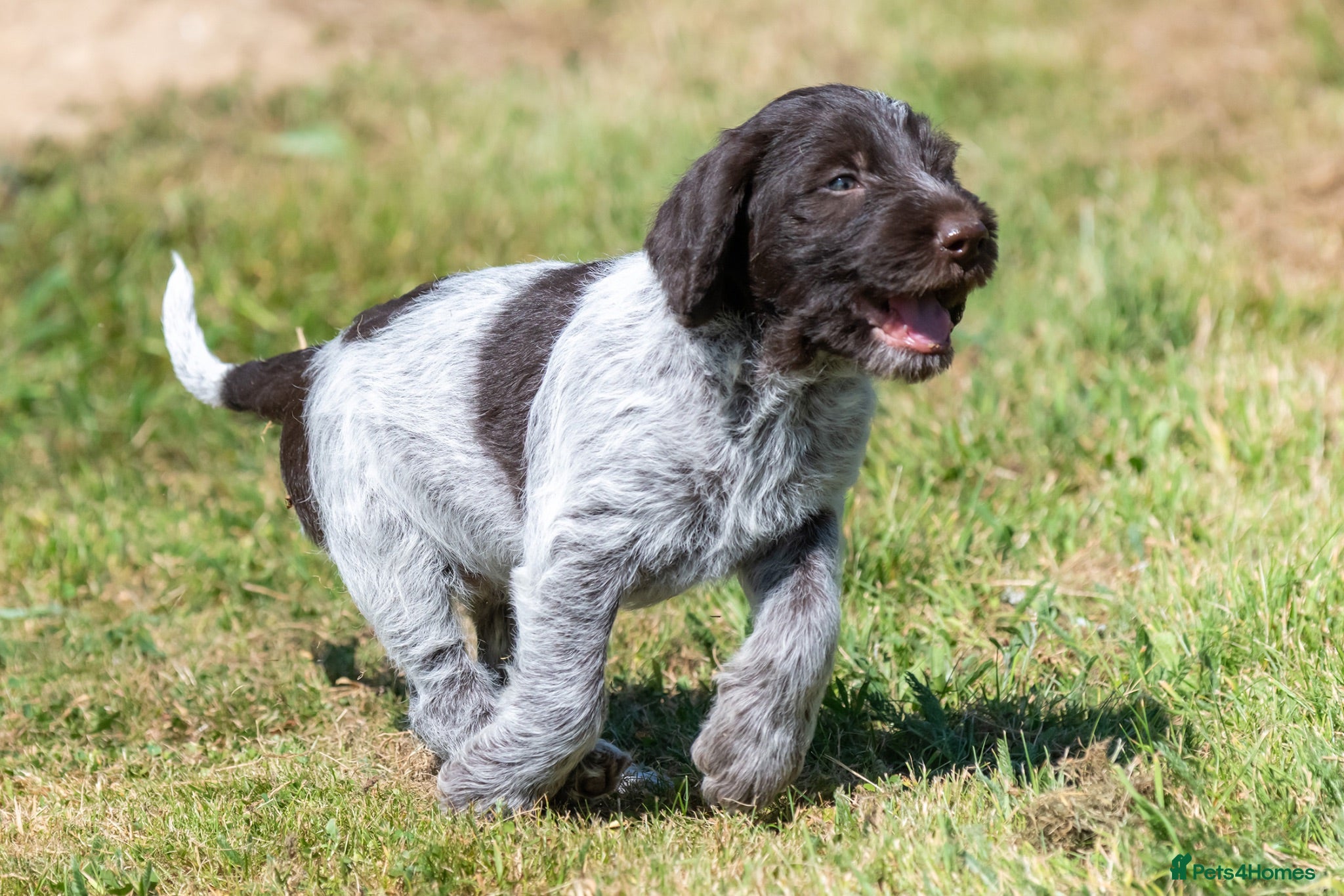 German Wirehaired Pointer dogs 1ST VACC GIVEN, HEALTH CHECKED KC REG GWP PUPS  - Advert 3