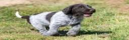 German Wirehaired Pointer dogs for sale: 1ST VACC GIVEN, HEALTH CHECKED KC REG GWP PUPS  - Advert 8