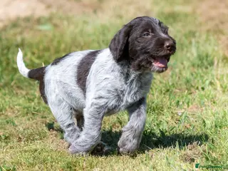 German Wirehaired Pointer dogs 1ST VACC GIVEN, HEALTH CHECKED KC REG GWP PUPS - Advert 3