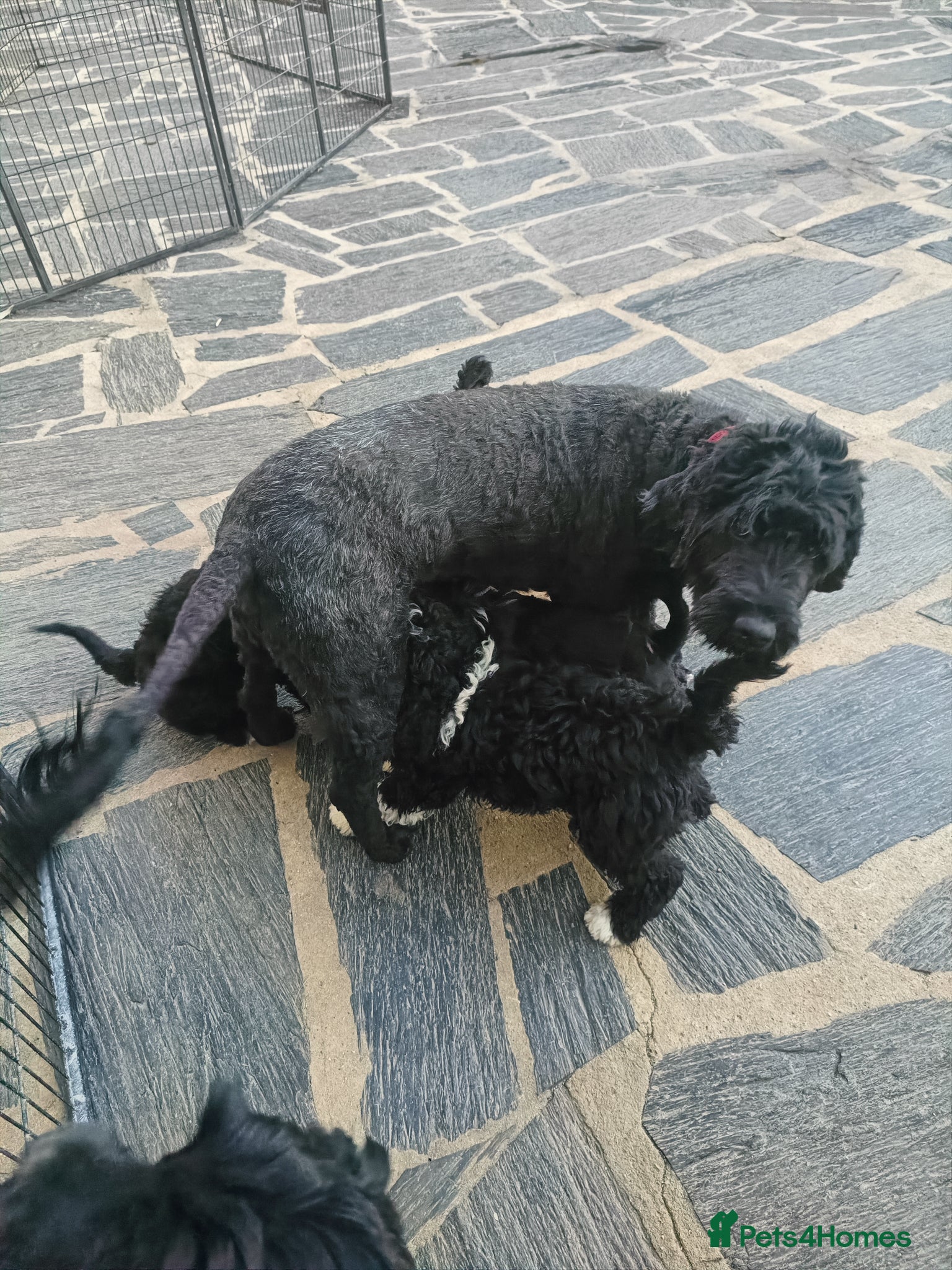 Portuguese Water Dog dogs Pwd puppies - Advert 1