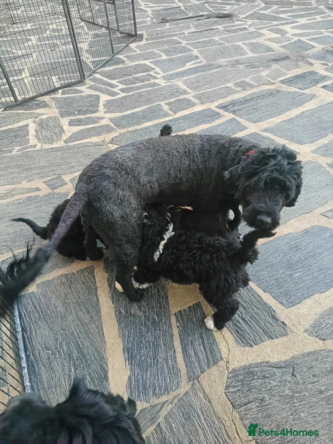 Portuguese Water Dog dogs for sale: Pwd puppies - Advert 1