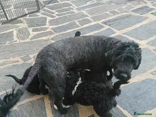 Portuguese Water Dog dogs Pwd puppies - Advert 1