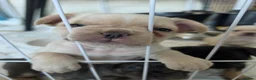 French Bulldog dogs for sale: French bulldog Puppies.  - Advert 27