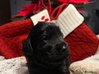 Goldendoodle dogs F1 Goldendoodle puppies full health tested parents - Advert 4