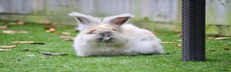 Angora rabbits for sale: English Angora pair  - Advert 8
