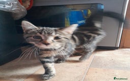 European cats for sale: Beautiful kitten looking for home - Image 2