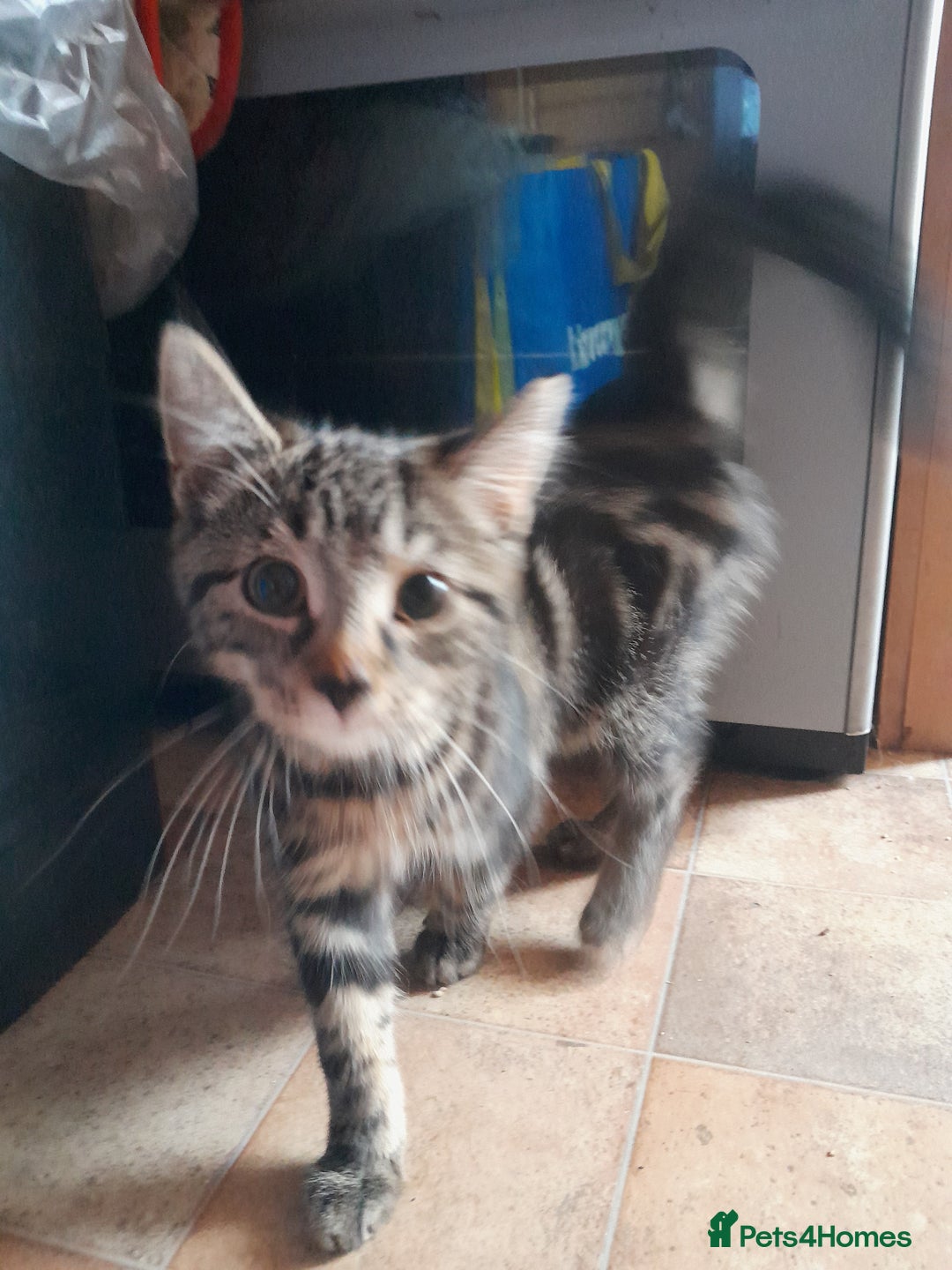European cats for sale: Beautiful kitten looking for home - Image 2