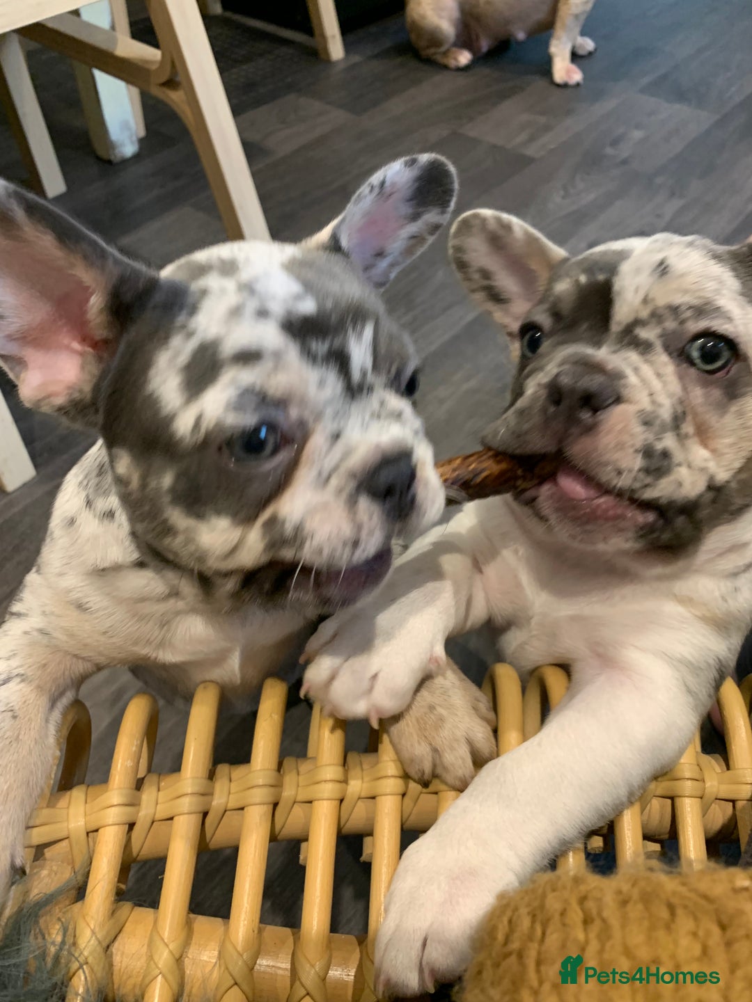 French Bulldog dogs for sale: x1 GIRL LEFT! RARE PURE BLUE MERLE TAN PUPPIES  - Advert 8