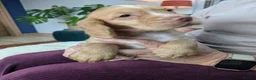 Cocker Spaniel dogs for sale: Stunning Cocker Spaniel Puppies  - Advert 11