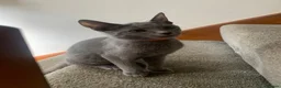 Russian Blue cats for sale: Championship and GCCF Russian blue kittens  - Advert 20