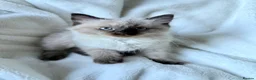 Ragdoll cats for sale: Two Beautiful Kittens Looking for Home 🩷🩵 - Advert 4