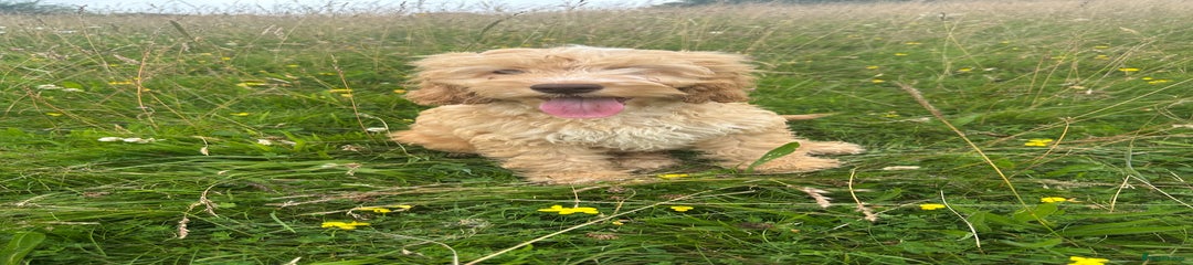 Cockapoo Puppy 2