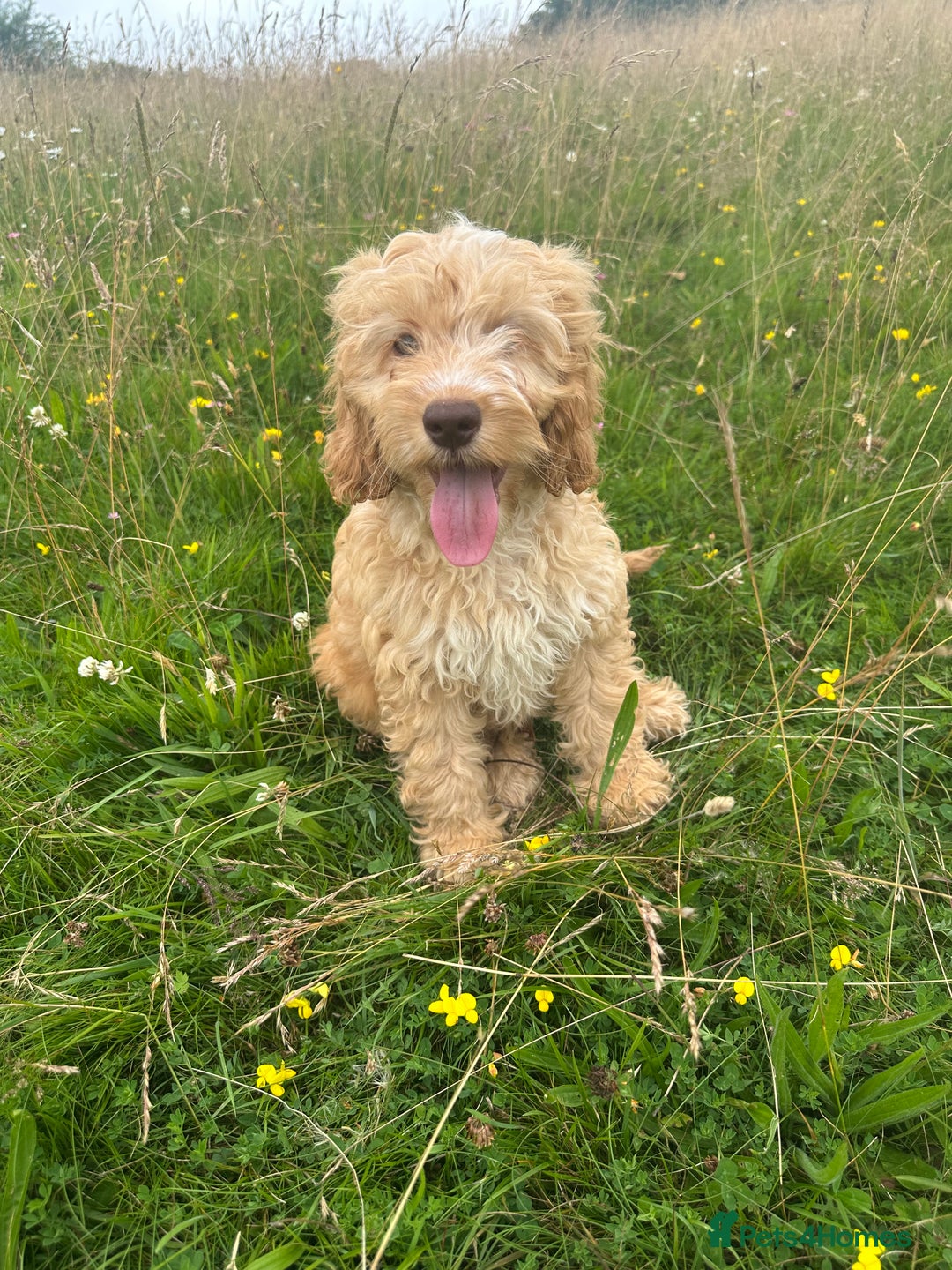 Cockapoo dogs for sale: Fully vaccinated health tested pups - Image 6
