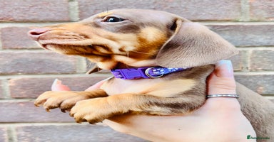 Miniature Dachshund dogs - Advert 10