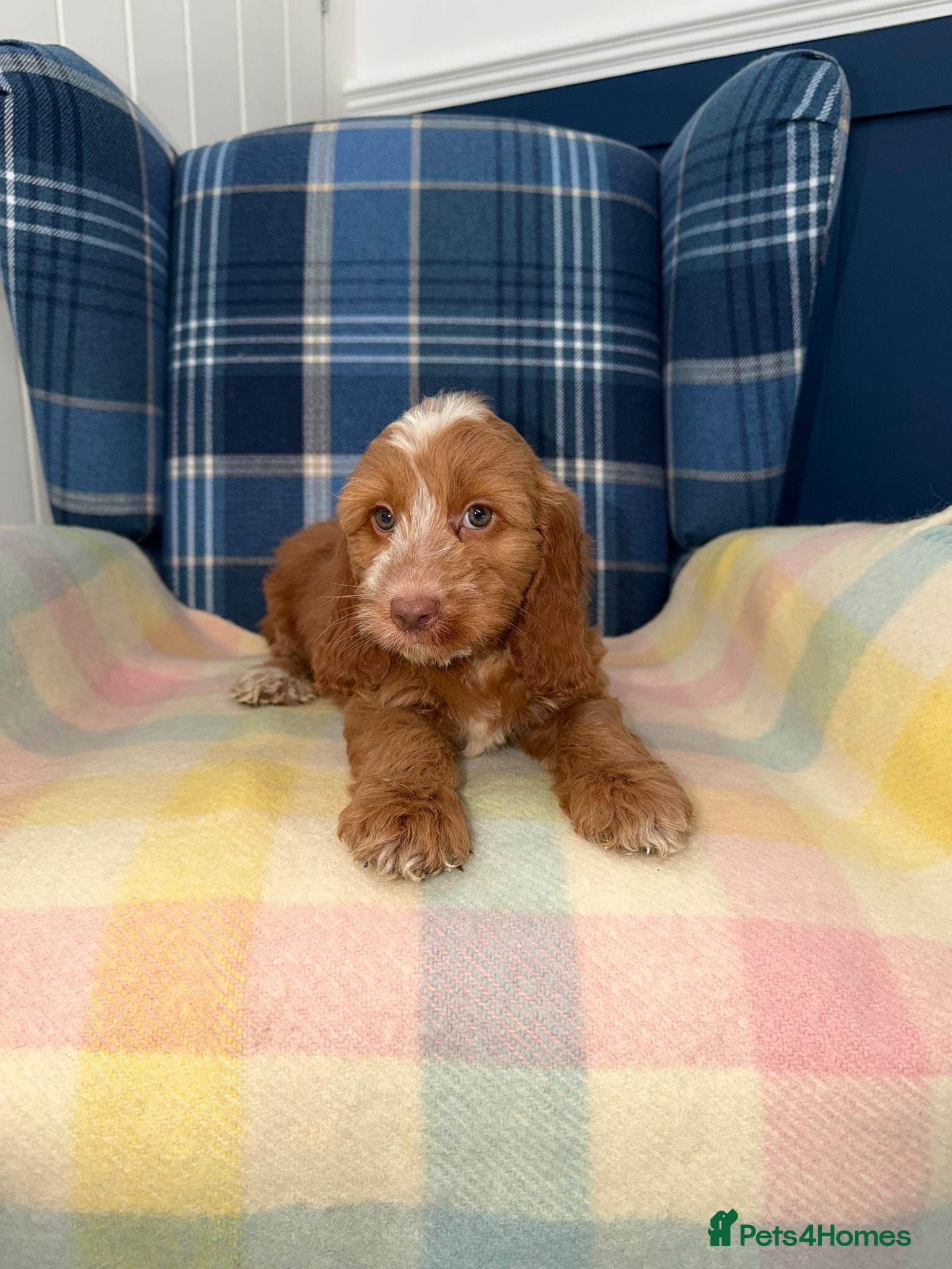 Cockapoo dogs 💜💛🧡Stunning Cockapoo's READY NOW 🧡💛💙 - Advert 2