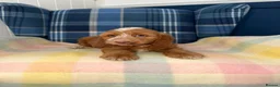 Cockapoo dogs for sale: Stunning Cockapoo's READY NOW  - Advert 8