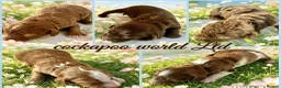 Cockapoo dogs for sale: ❤️ DNA CLEAR, Beautiful Cockapoo Puppies ❤️ - Advert 1