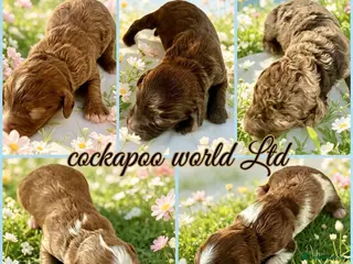Cockapoo dogs ❤️ DNA CLEAR, Beautiful Cockapoos, Ready 5th July - Advert 13