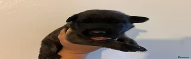 German Shepherd 5