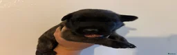 German Shepherd dogs for sale: Dutch X German Shepherd pups in London - Advert 8