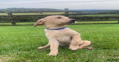 Labrador Retriever dogs - Advert 16