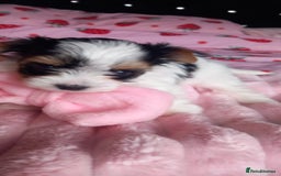 Biewer Terrier dogs for sale: Beautiful unique MINI biewer terrier 1 girl left - Image 19
