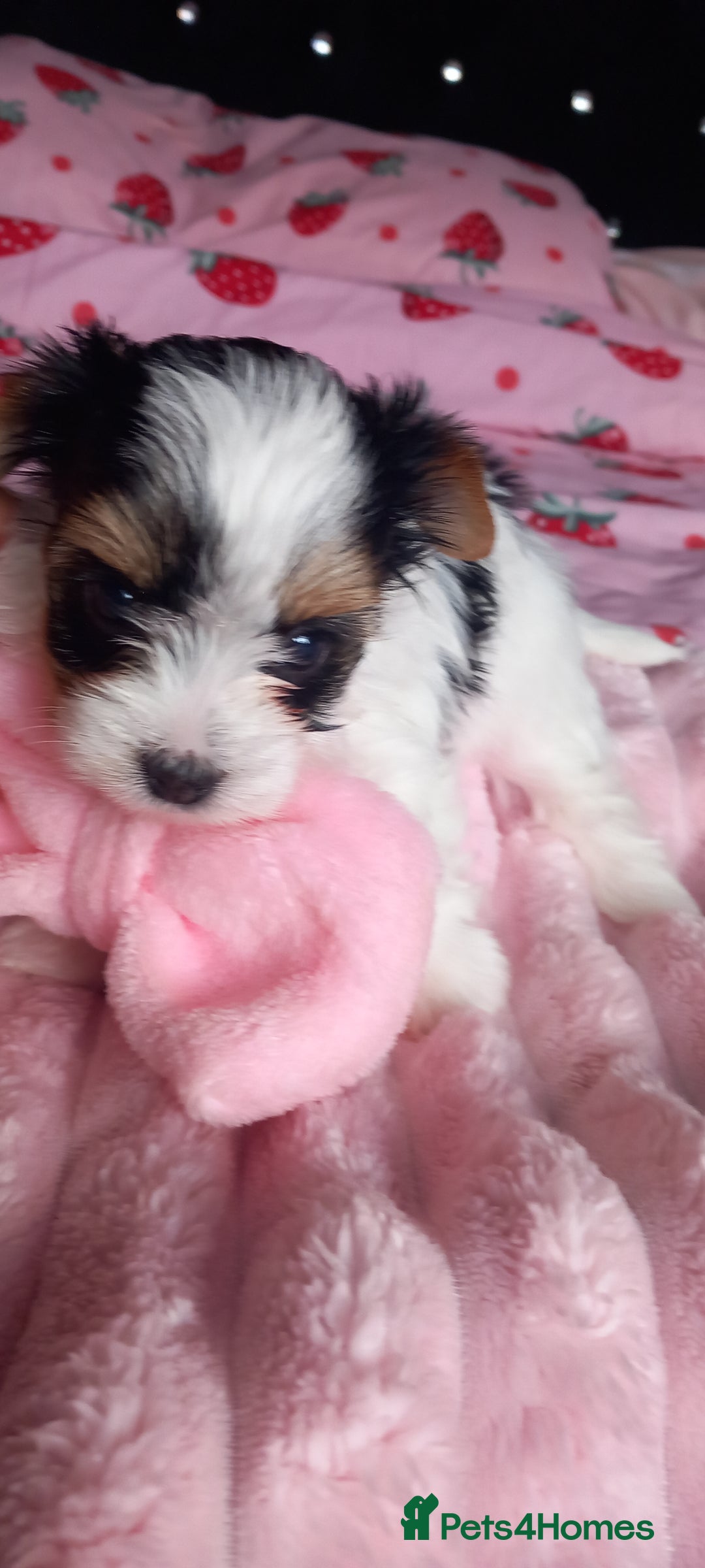 Biewer Terrier dogs for sale: Beautiful unique MINI biewer terrier 1 girl left - Image 19