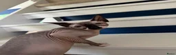 Sphynx cats for sale: 2 girl sphynx cats in Havant - Advert 2
