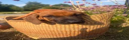 Rhodesian Ridgeback dogs for sale: Rhodesian Ridgebacks Ready to go - Advert 18