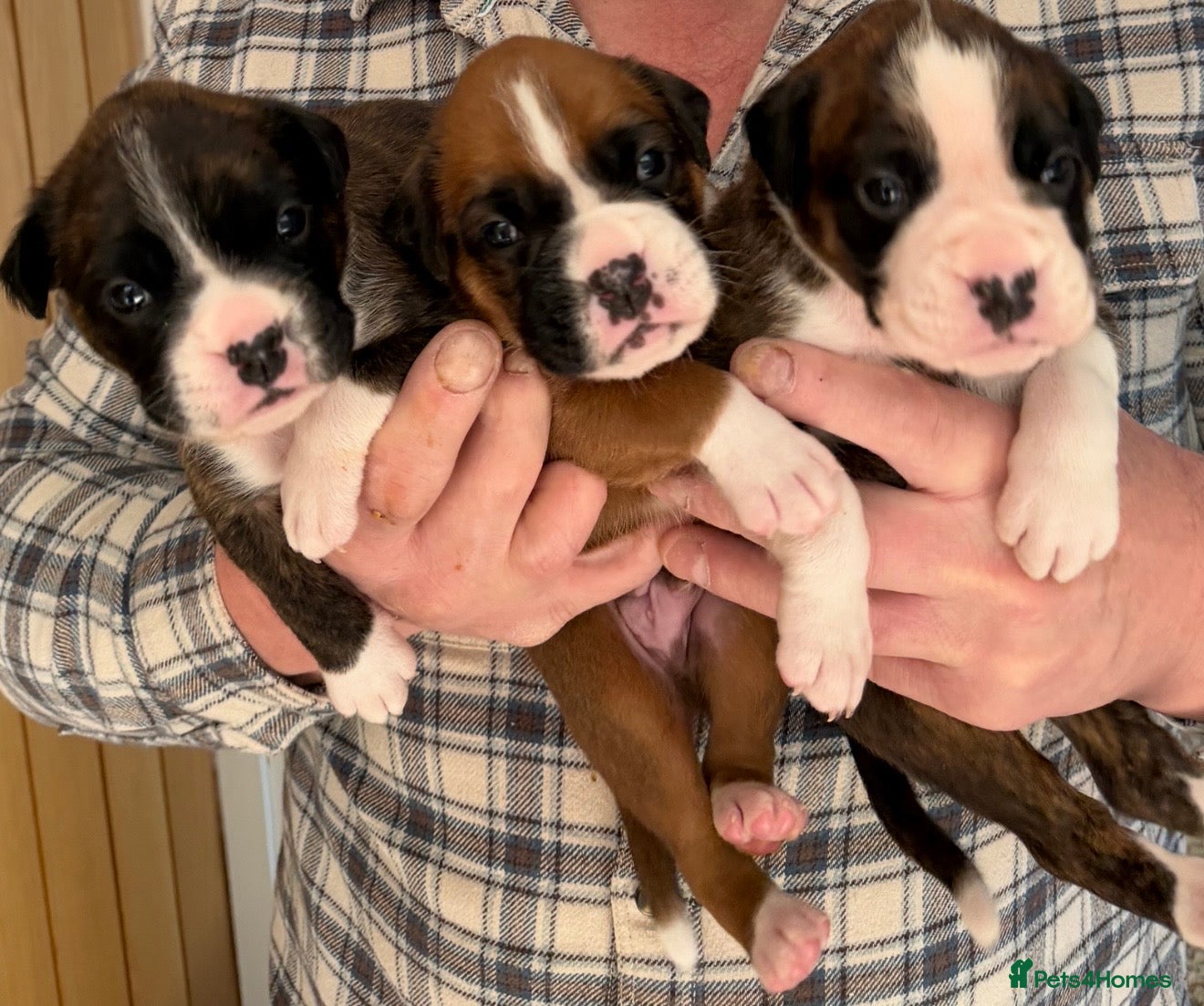 Boxer dogs Outstanding Boxer Litter. - Advert 3