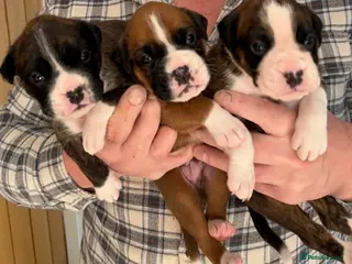 Boxer dogs Outstanding Boxer Litter. - Advert 4