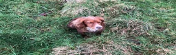 Cocker Spaniel dogs for sale: Working Cocker Spaniels - Advert 8