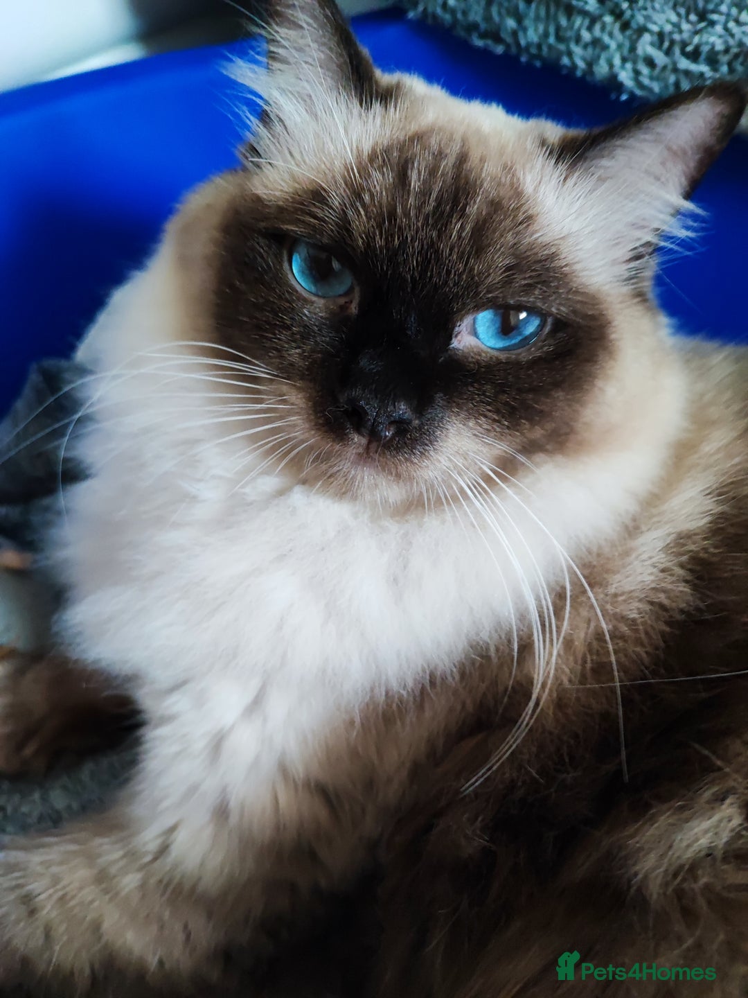 Ragdoll cats for sale: Pedigree ragdoll - Image 4