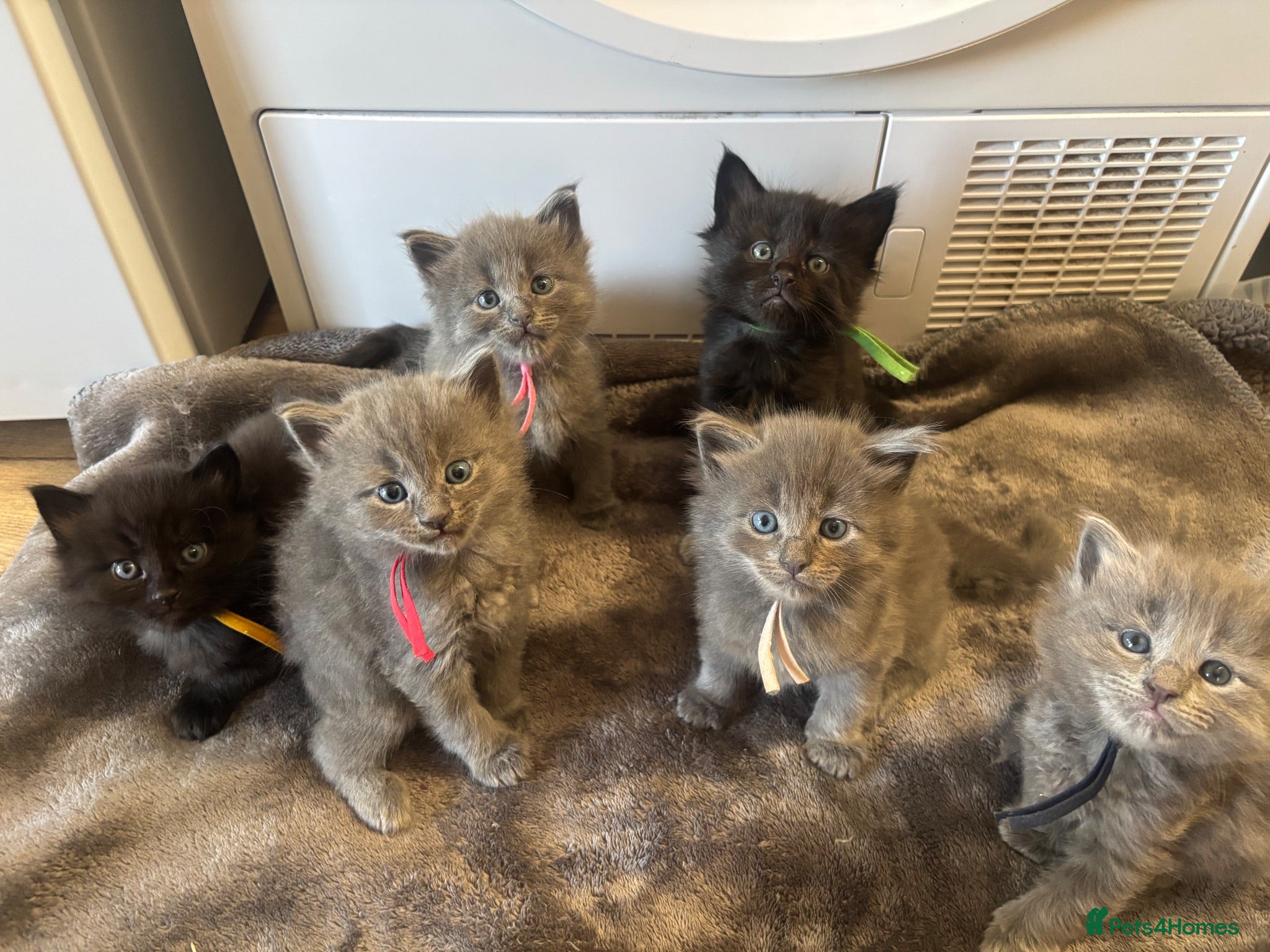 Mixed Breed cats maincoon mixed - Advert 14