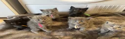 Mixed Breed cats for sale: maincoon mixed - Advert 1