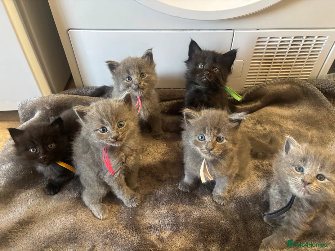 Mixed Breed cats for sale: maincoon mixed - Advert 1